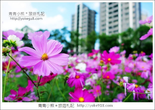 龍潭花海》桃園一日遊.遇見超大片的波斯菊花海~賞花去 @青青小熊*旅遊札記 龍潭花海》桃園一日遊.遇見超大片的波斯菊花海~賞花去 @青青小熊*旅遊札記
