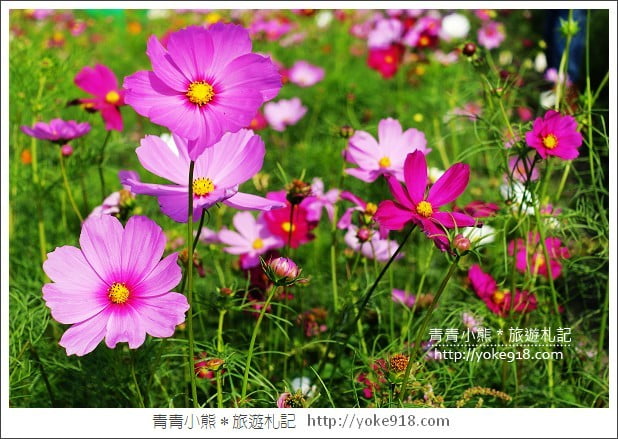 龍潭花海》桃園一日遊．遇見超大片的波斯菊花海~賞花去 @青青小熊＊旅遊札記