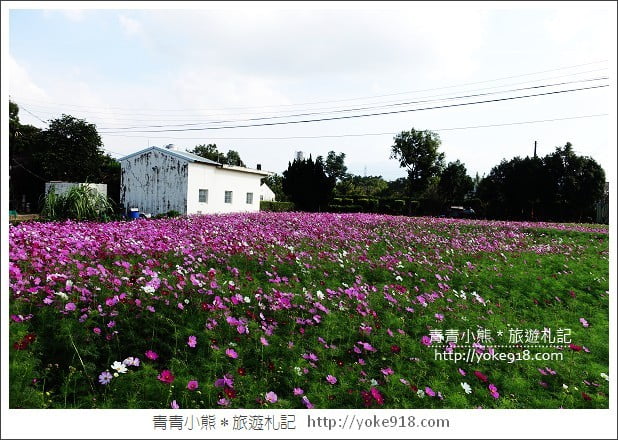 龍潭花海》桃園一日遊.遇見超大片的波斯菊花海~賞花去 @青青小熊*旅遊札記 龍潭花海》桃園一日遊.遇見超大片的波斯菊花海~賞花去 @青青小熊*旅遊札記