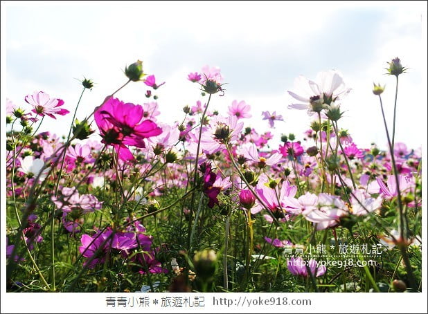 龍潭花海》桃園一日遊.遇見超大片的波斯菊花海~賞花去 @青青小熊*旅遊札記 龍潭花海》桃園一日遊.遇見超大片的波斯菊花海~賞花去 @青青小熊*旅遊札記