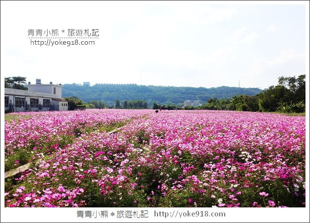 龍潭花海》桃園一日遊．遇見超大片的波斯菊花海~賞花去 @青青小熊＊旅遊札記