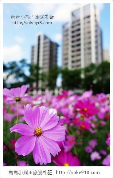 龍潭花海》桃園一日遊.遇見超大片的波斯菊花海~賞花去 @青青小熊*旅遊札記 龍潭花海》桃園一日遊.遇見超大片的波斯菊花海~賞花去 @青青小熊*旅遊札記