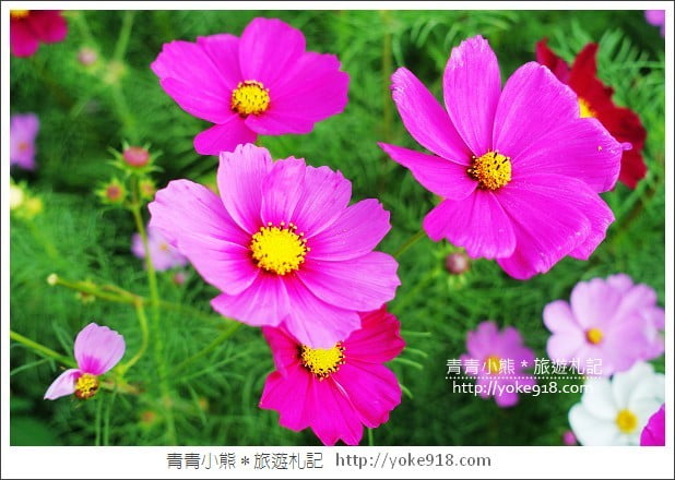 龍潭花海》桃園一日遊．遇見超大片的波斯菊花海~賞花去 @青青小熊＊旅遊札記