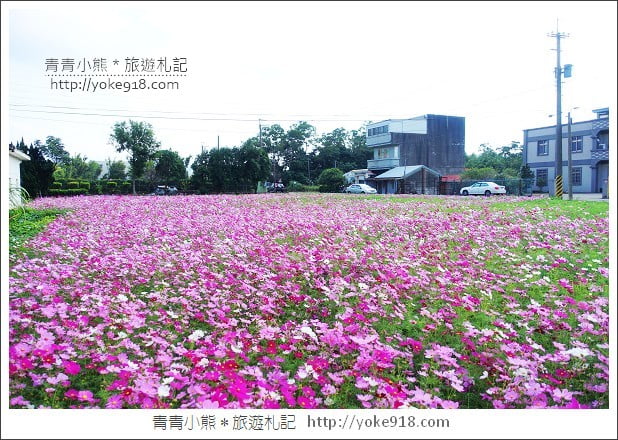 龍潭花海》桃園一日遊．遇見超大片的波斯菊花海~賞花去 @青青小熊＊旅遊札記