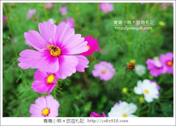 龍潭花海》桃園一日遊.遇見超大片的波斯菊花海~賞花去 @青青小熊*旅遊札記 龍潭花海》桃園一日遊.遇見超大片的波斯菊花海~賞花去 @青青小熊*旅遊札記