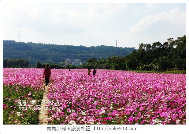 龍潭花海》桃園一日遊.遇見超大片的波斯菊花海~賞花去 @青青小熊*旅遊札記 龍潭花海》桃園一日遊.遇見超大片的波斯菊花海~賞花去 @青青小熊*旅遊札記
