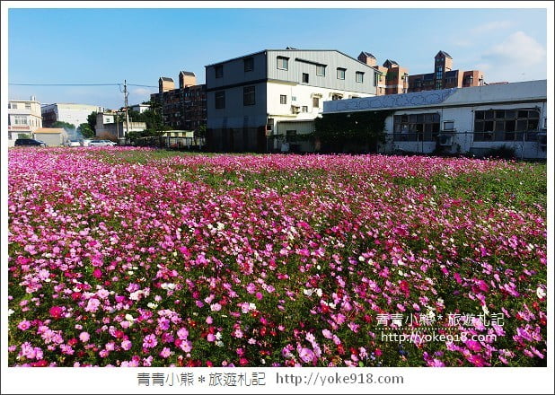 龍潭花海》桃園一日遊.遇見超大片的波斯菊花海~賞花去 @青青小熊*旅遊札記 龍潭花海》桃園一日遊.遇見超大片的波斯菊花海~賞花去 @青青小熊*旅遊札記