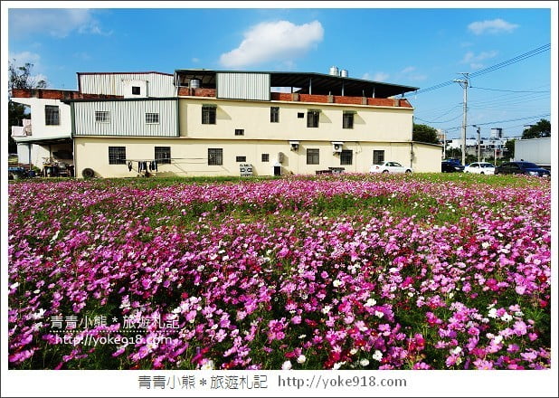 龍潭花海》桃園一日遊．遇見超大片的波斯菊花海~賞花去 @青青小熊＊旅遊札記