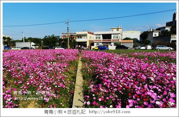 龍潭花海》桃園一日遊.遇見超大片的波斯菊花海~賞花去 @青青小熊*旅遊札記