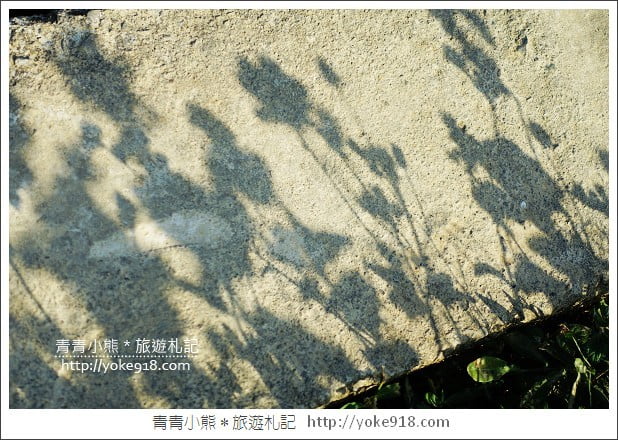 龍潭花海》桃園一日遊.遇見超大片的波斯菊花海~賞花去 @青青小熊*旅遊札記 龍潭花海》桃園一日遊.遇見超大片的波斯菊花海~賞花去 @青青小熊*旅遊札記