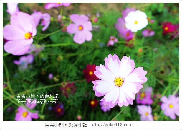 龍潭花海》桃園一日遊.遇見超大片的波斯菊花海~賞花去 @青青小熊*旅遊札記 龍潭花海》桃園一日遊.遇見超大片的波斯菊花海~賞花去 @青青小熊*旅遊札記