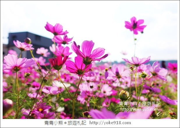 龍潭花海》桃園一日遊．遇見超大片的波斯菊花海~賞花去 @青青小熊＊旅遊札記