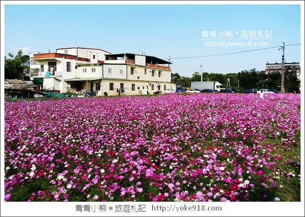 龍潭花海》桃園一日遊.遇見超大片的波斯菊花海~賞花去 @青青小熊*旅遊札記 龍潭花海》桃園一日遊.遇見超大片的波斯菊花海~賞花去 @青青小熊*旅遊札記