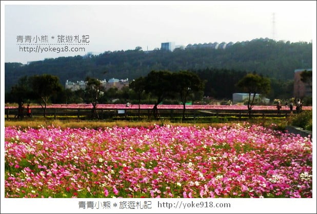 龍潭花海》桃園一日遊.遇見超大片的波斯菊花海~賞花去 @青青小熊*旅遊札記 龍潭花海》桃園一日遊.遇見超大片的波斯菊花海~賞花去 @青青小熊*旅遊札記