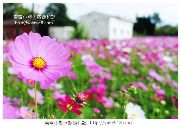 龍潭花海》桃園一日遊.遇見超大片的波斯菊花海~賞花去 @青青小熊*旅遊札記 龍潭花海》桃園一日遊.遇見超大片的波斯菊花海~賞花去 @青青小熊*旅遊札記