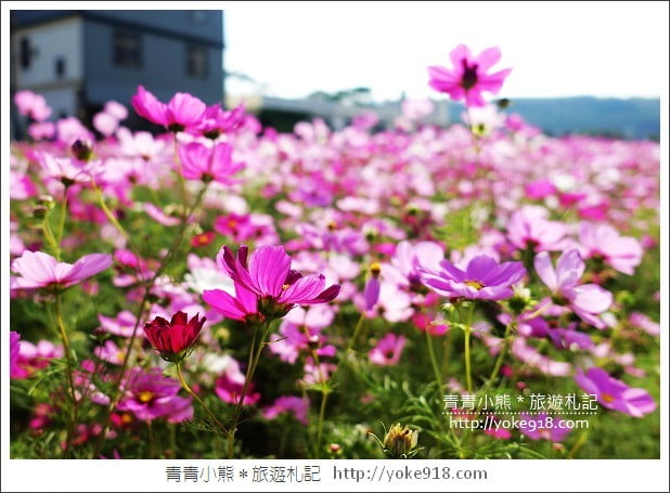 龍潭花海》桃園一日遊．遇見超大片的波斯菊花海~賞花去 @青青小熊＊旅遊札記