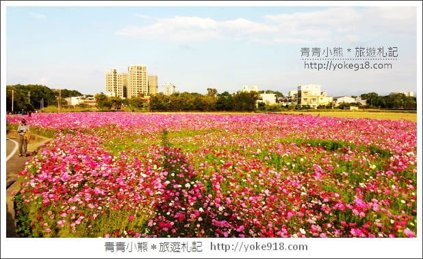 龍潭花海》桃園一日遊.遇見超大片的波斯菊花海~賞花去 @青青小熊*旅遊札記 龍潭花海》桃園一日遊.遇見超大片的波斯菊花海~賞花去 @青青小熊*旅遊札記