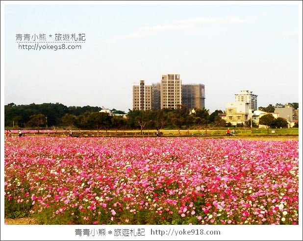 龍潭花海》桃園一日遊.遇見超大片的波斯菊花海~賞花去 @青青小熊*旅遊札記 龍潭花海》桃園一日遊.遇見超大片的波斯菊花海~賞花去 @青青小熊*旅遊札記