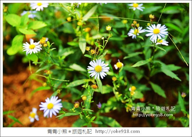 桃園觀音景點》莫內的花園景觀餐廳．彷彿走進莫內的畫作 @青青小熊＊旅遊札記
