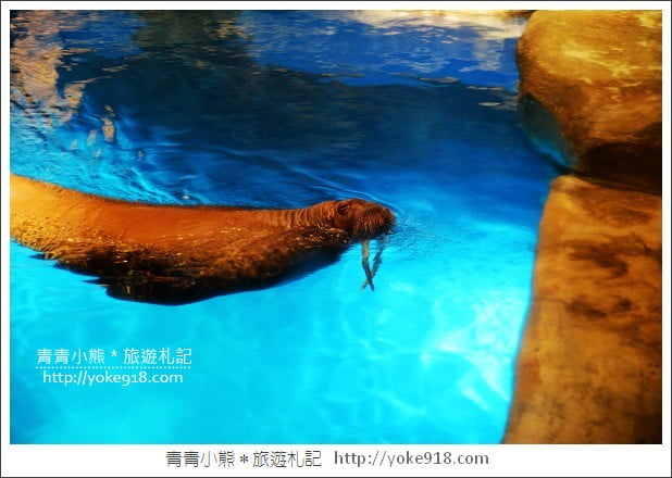 香港必玩景點》香港海洋公園~親子同遊/充滿歡樂的樂園 @青青小熊*旅遊札記 香港必玩景點》香港海洋公園~親子同遊/充滿歡樂的樂園 @青青小熊*旅遊札記
