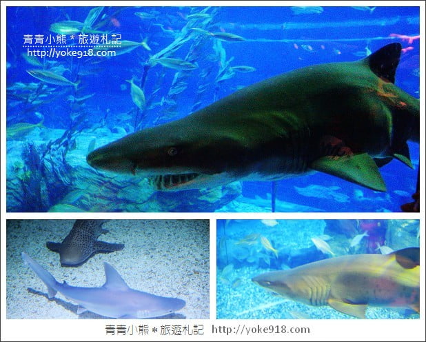 香港必玩景點》香港海洋公園~親子同遊/充滿歡樂的樂園 @青青小熊*旅遊札記 香港必玩景點》香港海洋公園~親子同遊/充滿歡樂的樂園 @青青小熊*旅遊札記