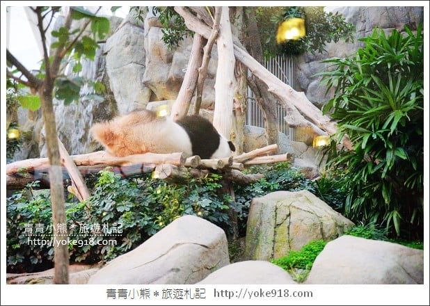 香港必玩景點》香港海洋公園~親子同遊/充滿歡樂的樂園 @青青小熊*旅遊札記 香港必玩景點》香港海洋公園~親子同遊/充滿歡樂的樂園 @青青小熊*旅遊札記