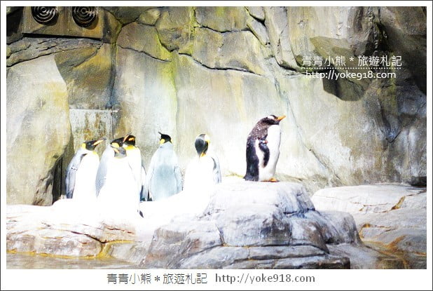 香港必玩景點》香港海洋公園~親子同遊/充滿歡樂的樂園 @青青小熊＊旅遊札記