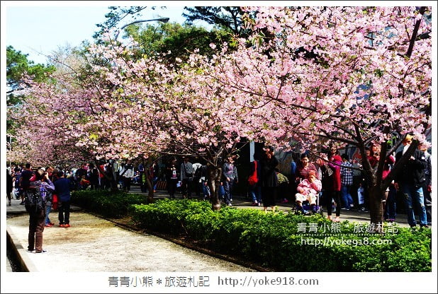 賞櫻景點推薦》全台瘋櫻花.賞櫻花好去處~春節連假出遊推薦 @青青小熊*旅遊札記 賞櫻景點推薦》全台瘋櫻花.賞櫻花好去處~春節連假出遊推薦 @青青小熊*旅遊札記