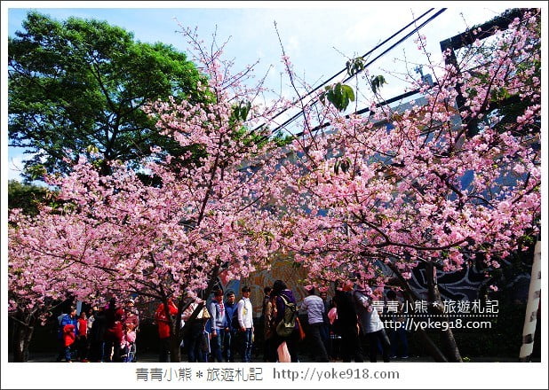 賞櫻景點推薦》全台瘋櫻花．賞櫻花好去處~春節連假出遊推薦 @青青小熊＊旅遊札記
