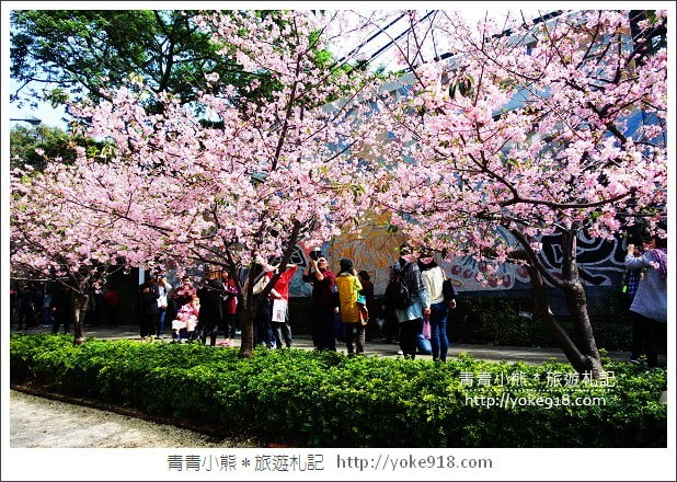 賞櫻景點推薦》全台瘋櫻花.賞櫻花好去處~春節連假出遊推薦 @青青小熊*旅遊札記 賞櫻景點推薦》全台瘋櫻花.賞櫻花好去處~春節連假出遊推薦 @青青小熊*旅遊札記