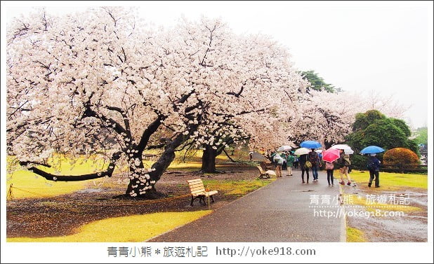 東京賞櫻景點推薦》新宿御苑.漫步櫻花樹下~東京必去賞櫻景點 @青青小熊*旅遊札記 東京賞櫻景點推薦》新宿御苑.漫步櫻花樹下~東京必去賞櫻景點 @青青小熊*旅遊札記