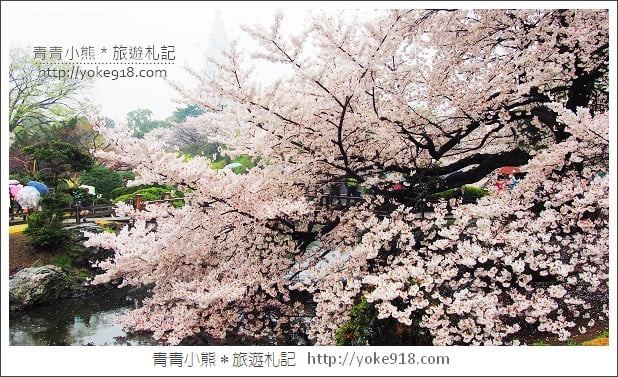 東京賞櫻景點推薦》新宿御苑.漫步櫻花樹下~東京必去賞櫻景點 @青青小熊*旅遊札記 東京賞櫻景點推薦》新宿御苑.漫步櫻花樹下~東京必去賞櫻景點 @青青小熊*旅遊札記