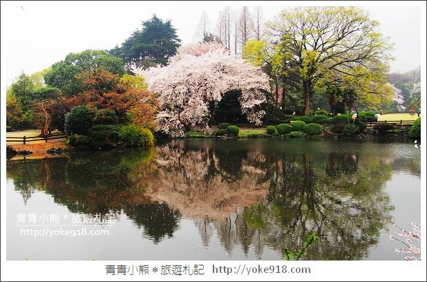 東京賞櫻景點推薦》新宿御苑.漫步櫻花樹下~東京必去賞櫻景點 @青青小熊*旅遊札記 東京賞櫻景點推薦》新宿御苑.漫步櫻花樹下~東京必去賞櫻景點 @青青小熊*旅遊札記
