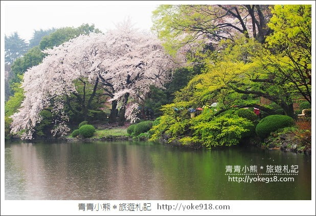 東京賞櫻景點推薦》新宿御苑.漫步櫻花樹下~東京必去賞櫻景點 @青青小熊*旅遊札記 東京賞櫻景點推薦》新宿御苑.漫步櫻花樹下~東京必去賞櫻景點 @青青小熊*旅遊札記