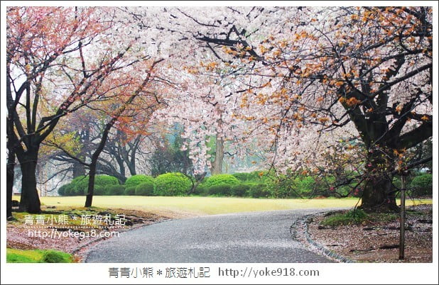 東京賞櫻景點推薦》新宿御苑.漫步櫻花樹下~東京必去賞櫻景點 @青青小熊*旅遊札記 東京賞櫻景點推薦》新宿御苑.漫步櫻花樹下~東京必去賞櫻景點 @青青小熊*旅遊札記