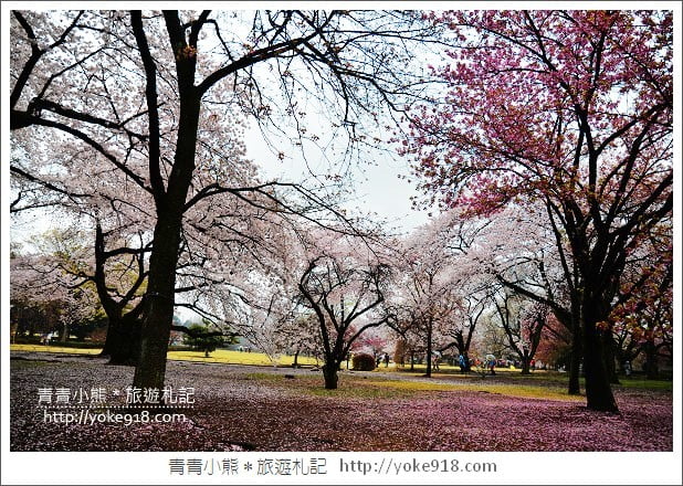 東京賞櫻景點推薦》新宿御苑．漫步櫻花樹下~東京必去賞櫻景點 @青青小熊＊旅遊札記