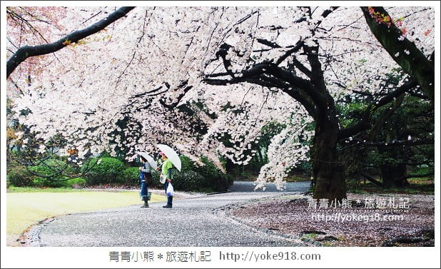 東京賞櫻景點推薦》新宿御苑.漫步櫻花樹下~東京必去賞櫻景點 @青青小熊*旅遊札記 東京賞櫻景點推薦》新宿御苑.漫步櫻花樹下~東京必去賞櫻景點 @青青小熊*旅遊札記