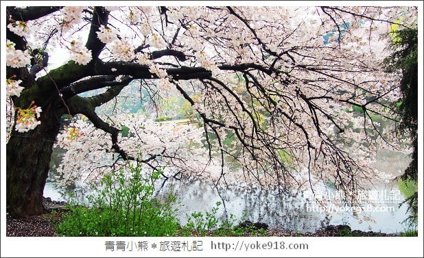 東京賞櫻景點推薦》新宿御苑．漫步櫻花樹下~東京必去賞櫻景點 @青青小熊＊旅遊札記