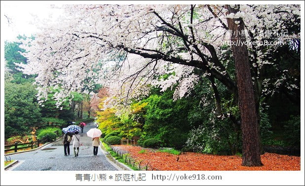 東京賞櫻景點推薦》新宿御苑.漫步櫻花樹下~東京必去賞櫻景點 @青青小熊*旅遊札記 東京賞櫻景點推薦》新宿御苑.漫步櫻花樹下~東京必去賞櫻景點 @青青小熊*旅遊札記