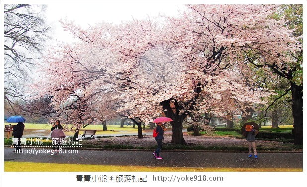 東京賞櫻景點推薦》新宿御苑.漫步櫻花樹下~東京必去賞櫻景點 @青青小熊*旅遊札記 東京賞櫻景點推薦》新宿御苑.漫步櫻花樹下~東京必去賞櫻景點 @青青小熊*旅遊札記