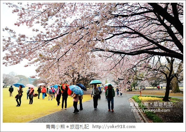 東京賞櫻景點推薦》新宿御苑.漫步櫻花樹下~東京必去賞櫻景點 @青青小熊*旅遊札記 東京賞櫻景點推薦》新宿御苑.漫步櫻花樹下~東京必去賞櫻景點 @青青小熊*旅遊札記