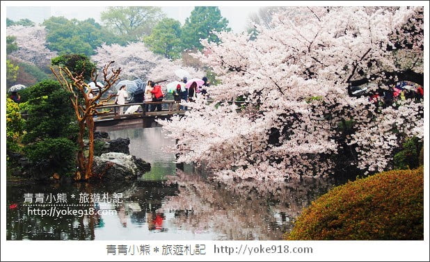 東京賞櫻景點推薦》新宿御苑．漫步櫻花樹下~東京必去賞櫻景點 @青青小熊＊旅遊札記
