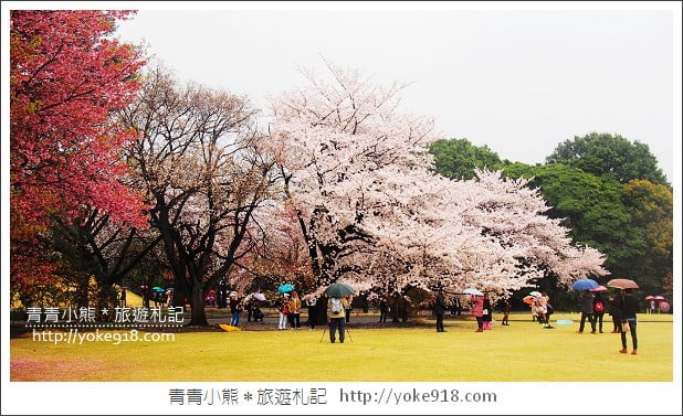 東京賞櫻景點推薦》新宿御苑.漫步櫻花樹下~東京必去賞櫻景點 @青青小熊*旅遊札記 東京賞櫻景點推薦》新宿御苑.漫步櫻花樹下~東京必去賞櫻景點 @青青小熊*旅遊札記