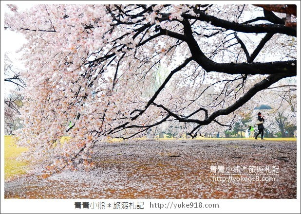 東京賞櫻景點推薦》新宿御苑.漫步櫻花樹下~東京必去賞櫻景點 @青青小熊*旅遊札記 東京賞櫻景點推薦》新宿御苑.漫步櫻花樹下~東京必去賞櫻景點 @青青小熊*旅遊札記
