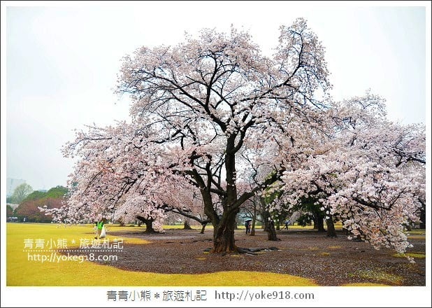 東京賞櫻景點推薦》新宿御苑．漫步櫻花樹下~東京必去賞櫻景點 @青青小熊＊旅遊札記