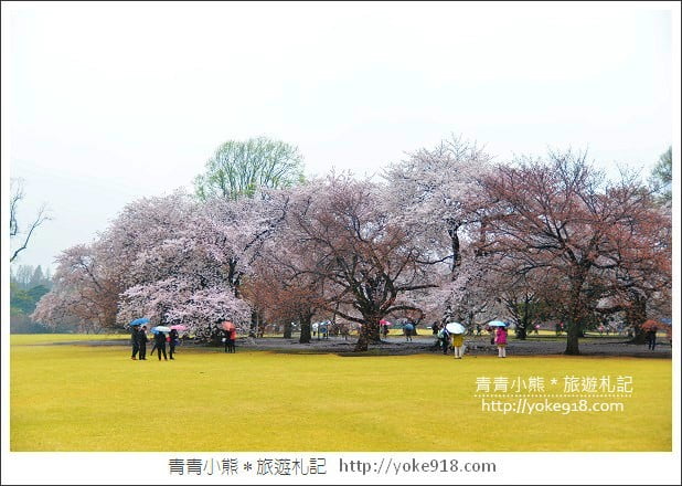 東京賞櫻景點推薦》新宿御苑.漫步櫻花樹下~東京必去賞櫻景點 @青青小熊*旅遊札記 東京賞櫻景點推薦》新宿御苑.漫步櫻花樹下~東京必去賞櫻景點 @青青小熊*旅遊札記