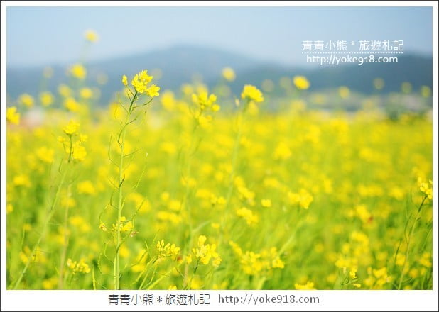 彰化田中花海》一大片的波斯菊花海超壯觀．彰化期間限定景點 @青青小熊＊旅遊札記
