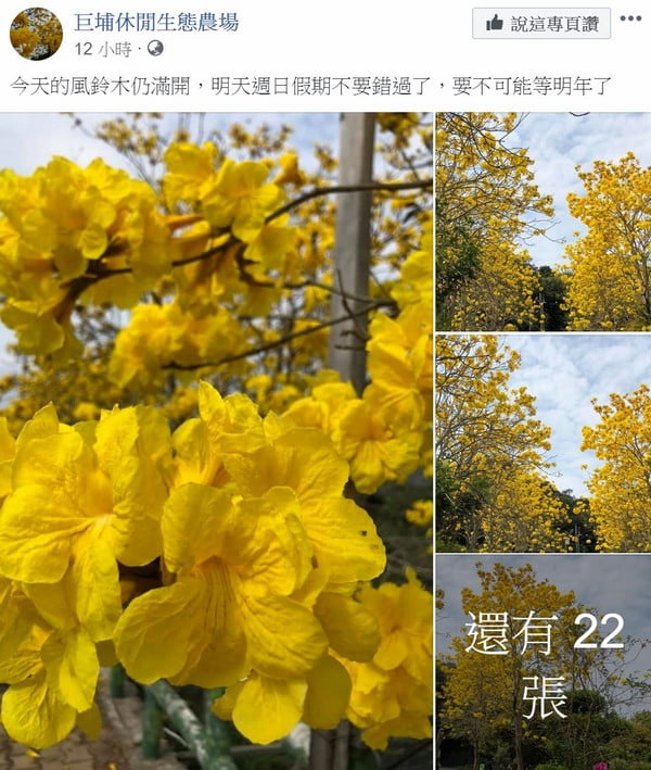 新竹景點》巨埔休閒農場風鈴木&新埔廣源記圳步道季節限定黃金風鈴木 @青青小熊*旅遊札記 新竹景點》巨埔休閒農場風鈴木&新埔廣源記圳步道季節限定黃金風鈴木 @青青小熊*旅遊札記