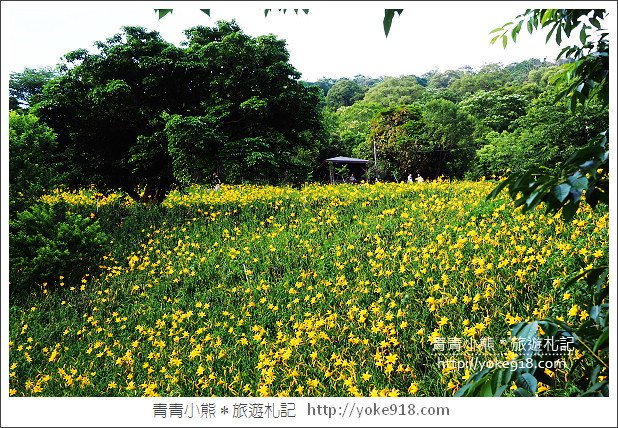 夏日旅遊防蚊大作戰》叮寧天然有機精油.小黑蚊剋星~出遊不掃興 @青青小熊*旅遊札記 夏日旅遊防蚊大作戰》叮寧天然有機精油.小黑蚊剋星~出遊不掃興 @青青小熊*旅遊札記