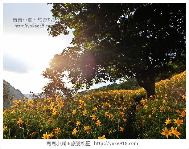 夏日旅遊防蚊大作戰》叮寧天然有機精油.小黑蚊剋星~出遊不掃興 @青青小熊*旅遊札記 夏日旅遊防蚊大作戰》叮寧天然有機精油.小黑蚊剋星~出遊不掃興 @青青小熊*旅遊札記